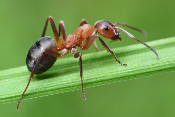 Milwaukee Field Ant Control